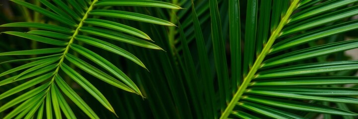 Close up of a vibrant green palm leaf showcasing its intricate textures and natural details, macro, exotic, lush