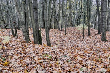 Poznań, Cybina Valley, nature protected area, area around the river in autumn with beautiful trees...