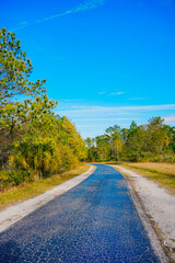 Winter landscape of Flatwoods Flatwoods Conservation Park in Tampa Florida	
