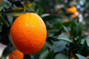 Room for your ideas: a natural citrus touch.