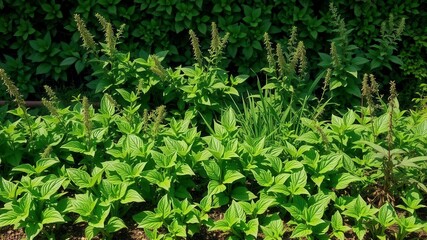 Vector seamless grass border perfect for summer designs, garden, realistic, texture