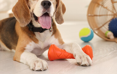 Cute dog playing with toy at home, closeup. Adorable pet