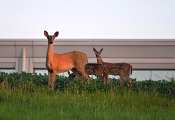 Deer and Fawns at Sunset