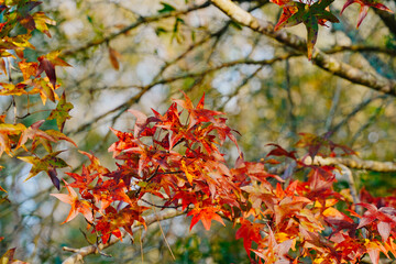 Winter landscape of Flatwoods Flatwoods Conservation Park in Tampa Florida	
