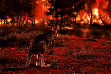 Fire crisis in Australia. Kangaroo covered by ash and smoke during the bush fire natural disaster 