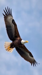 Majestic Flight A Powerful Bird of Prey Soars Through a Clear Blue Sky, Showcasing Its Striking White Head and Tail Against a Rich Brown Body.