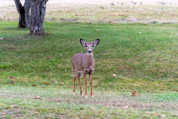 White-tailed Doe Deer In An Urban Field In Fall In Wisconsin