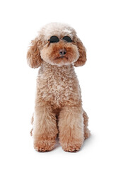 Cute Toy Poodle dog in sunglasses on white background