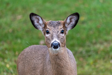 White-tailed Doe Deer In An Urban Field In Fall In Wisconsin