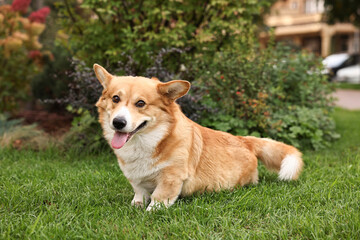 Pembroke Welsh Corgi on green grass in park