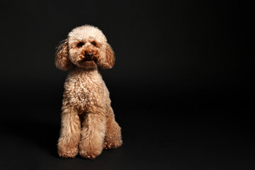 Cute Toy Poodle dog on black background, space for text. Lovely pet