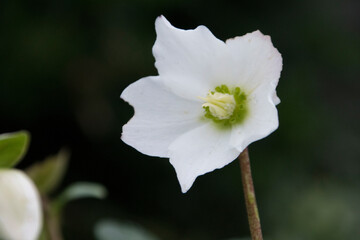 Obraz premium Christrose