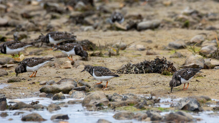 Black tailed godwit birds on the shore