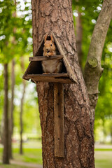 Cute red squirrel sitting inside a wooden birdhouse, holding food in its tiny paws, surrounded by lush green forest foliage. Wildlife, animal behavior and natural habitats