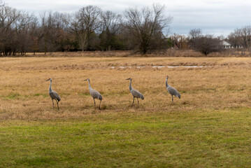 Sandhill Cranes In An Urban Field In Fall In Wisconsin