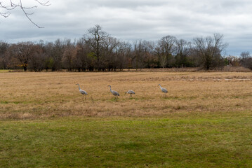 Sandhill Cranes In An Urban Field In Fall In Wisconsin