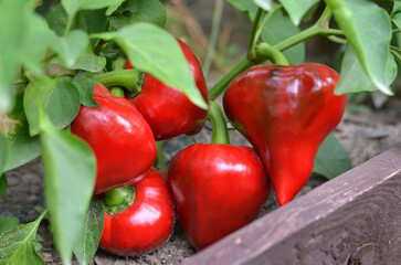 Ripe red cone-shaped peppers growing in an outdoor garden bed. Organic gardening concept.