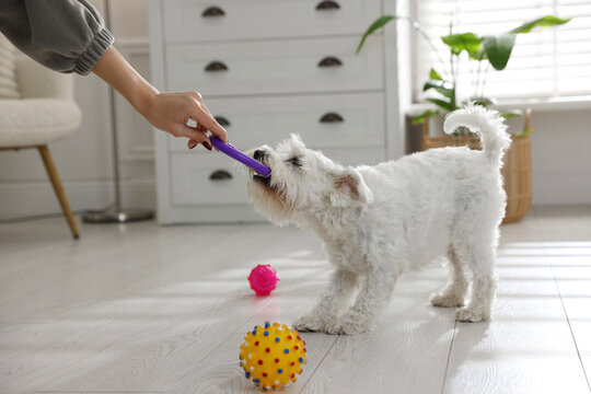 Cute dog playing with owner and toy at home, closeup. Adorable pet