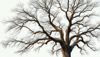 Fototapeta premium Whispers of Winter A Majestic Leafless Tree Unveils Natures Intricate Tapestry Against a Subtle Canvas