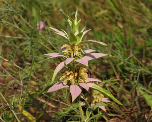 Monarda punctata | Spotted Horsemint | Spotted Beebalm | Native North American Prairie Wildflower