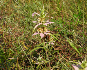Monarda punctata | Spotted Horsemint | Spotted Beebalm | Native North American Prairie Wildflower