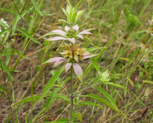 Monarda punctata | Spotted Horsemint | Spotted Beebalm | Native North American Prairie Wildflower