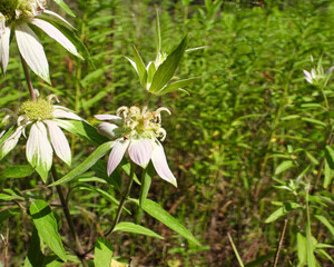 Monarda punctata | Spotted Horsemint | Spotted Beebalm | Native North American Prairie Wildflower