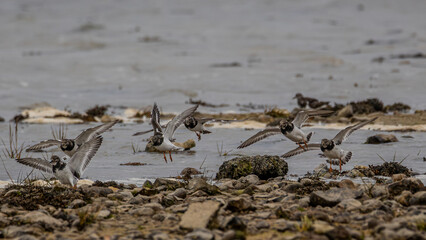 Black tailed godwit birds on the shore