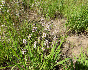 Monarda punctata | Spotted Horsemint | Spotted Beebalm | Native North American Prairie Wildflower