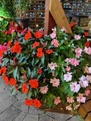 Impatiens Walleriana .flor vermelha.  Beijo pintado