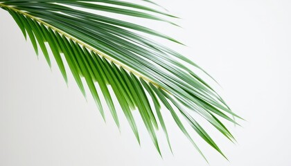 Fototapeta premium Elegance in Simplicity A Striking Palm Leaf Unfurls Its Slender Green Fronds, Whispering Tales of Tropical Serenity Against a Clean Canvas.