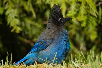 Stellers Jaz Blue bird wild animal