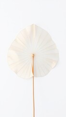 Delicate Whisper of Nature A Serene Study of a Fade Leaf Against a Soft Canvas 