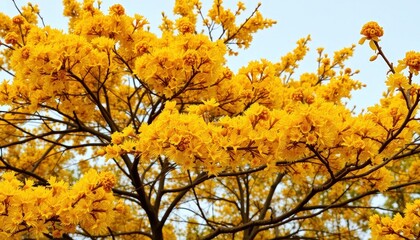 Fototapeta premium Golden Canopy A Tree Adorned in Vibrant Yellow Blooms Against a Clear Blue Sky, Celebrating Natures Flourishing Transformation.