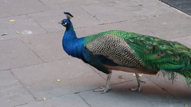 PAVO REAL BELLO 