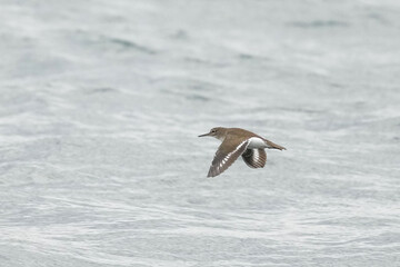 sand piper in flight