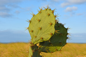 Opuntia prickly pear cactus in the dunes in Santa Catarina Florianopolis