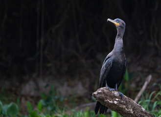 Jet black with bright yellow beak the neotropic cormorant standing on dead tree stump