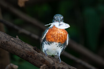 Amazon kingfisher male with fish just caught after returning to perch in tree.