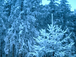 Winter in the Taunus Mountains Germany