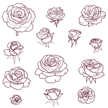 set of hand drawn roses