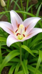 Fototapeta premium Delicate Starburst A Light Pink Flower Blooms Among Lush Greenery