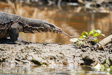 lizard or waran in the nature of sri lanka with the tongue out of the mouth