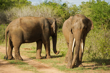 elephants in the wild in a nature reserve in sri lanka