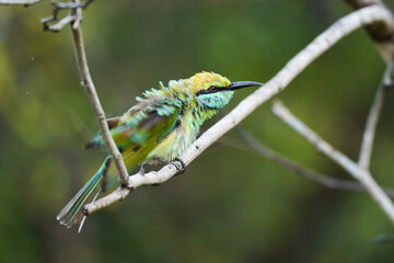 Little green bee eater on a branch in the nature