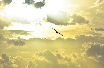 Seagull flying towards beautiful sunset clouds