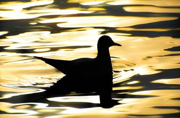 Seagull swimming on sea at sunset, isolated, silhouette.