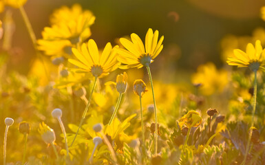 Yellow flowers with beatiful sunlight