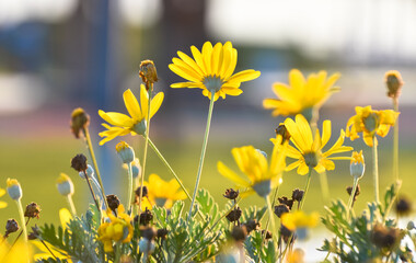 Yellow flowers with beatiful sunlight