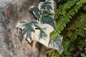 close-up of variegated green and ivory white ivy and fern leaves on a stone background
